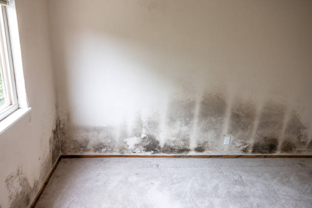 Best Biohazard Mold Removal  in Tarentum, PA